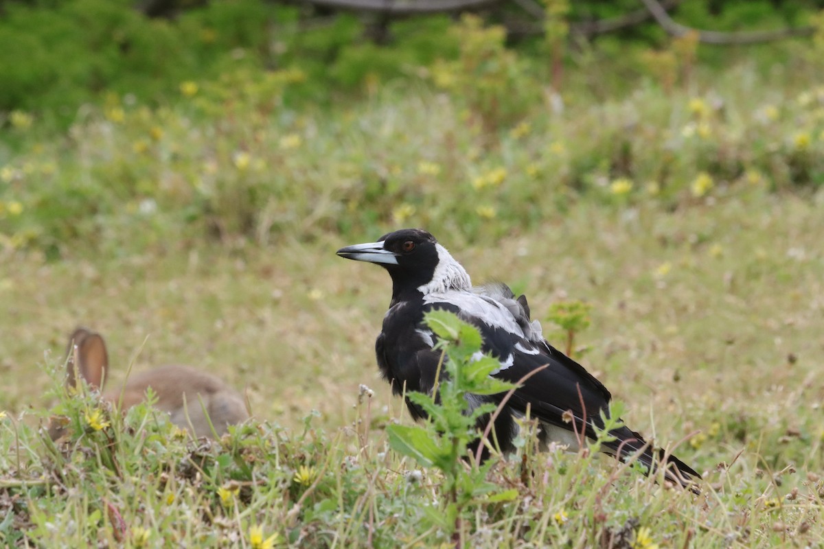 Australian Magpie - ML646425141