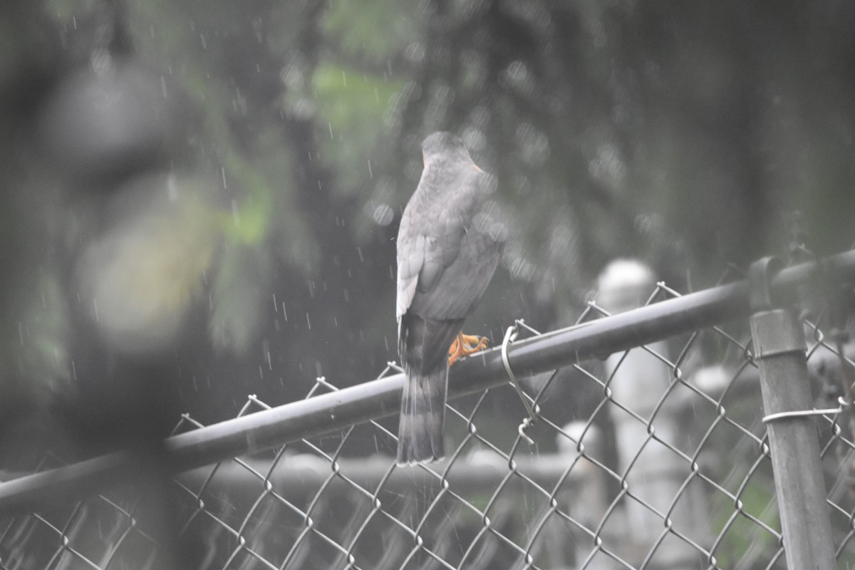 Sharp-shinned Hawk - ML646425142