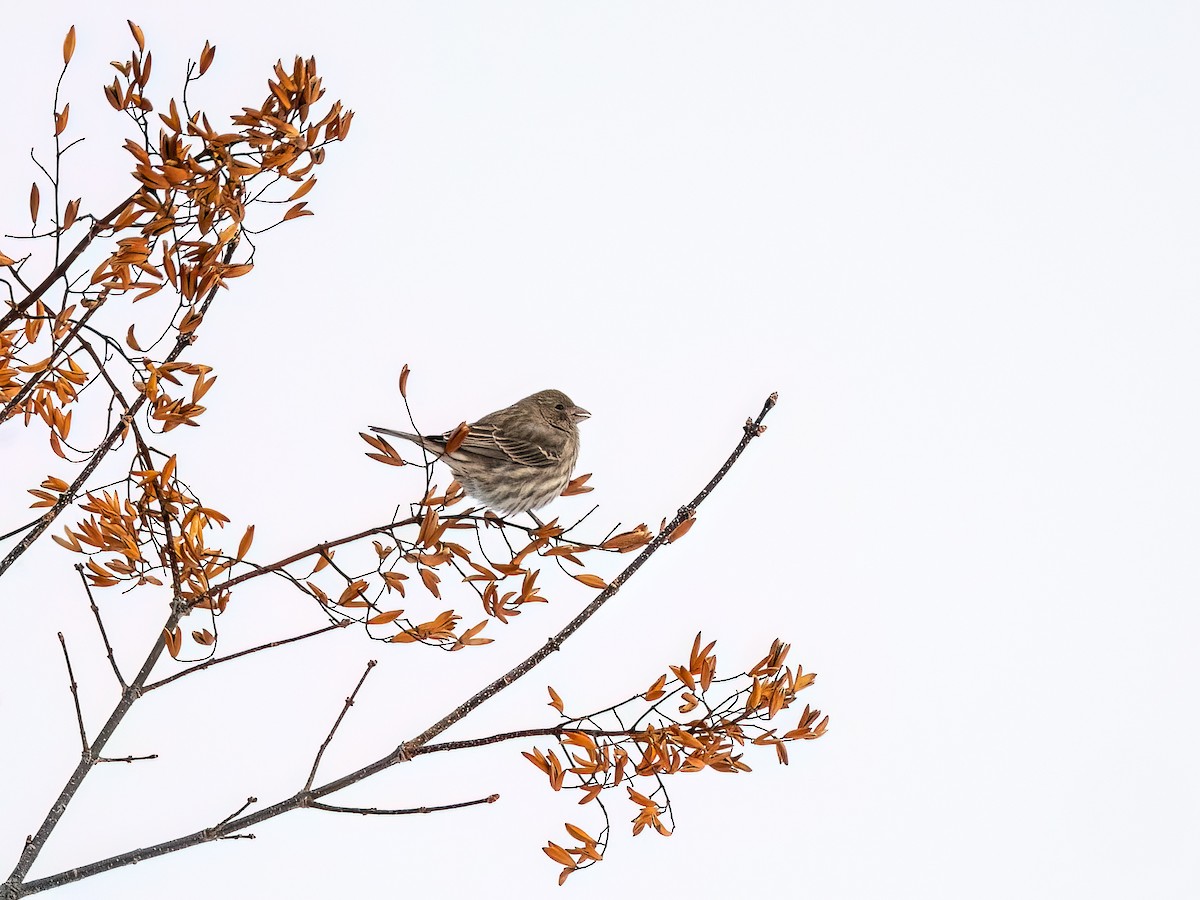 House Finch - ML646425143