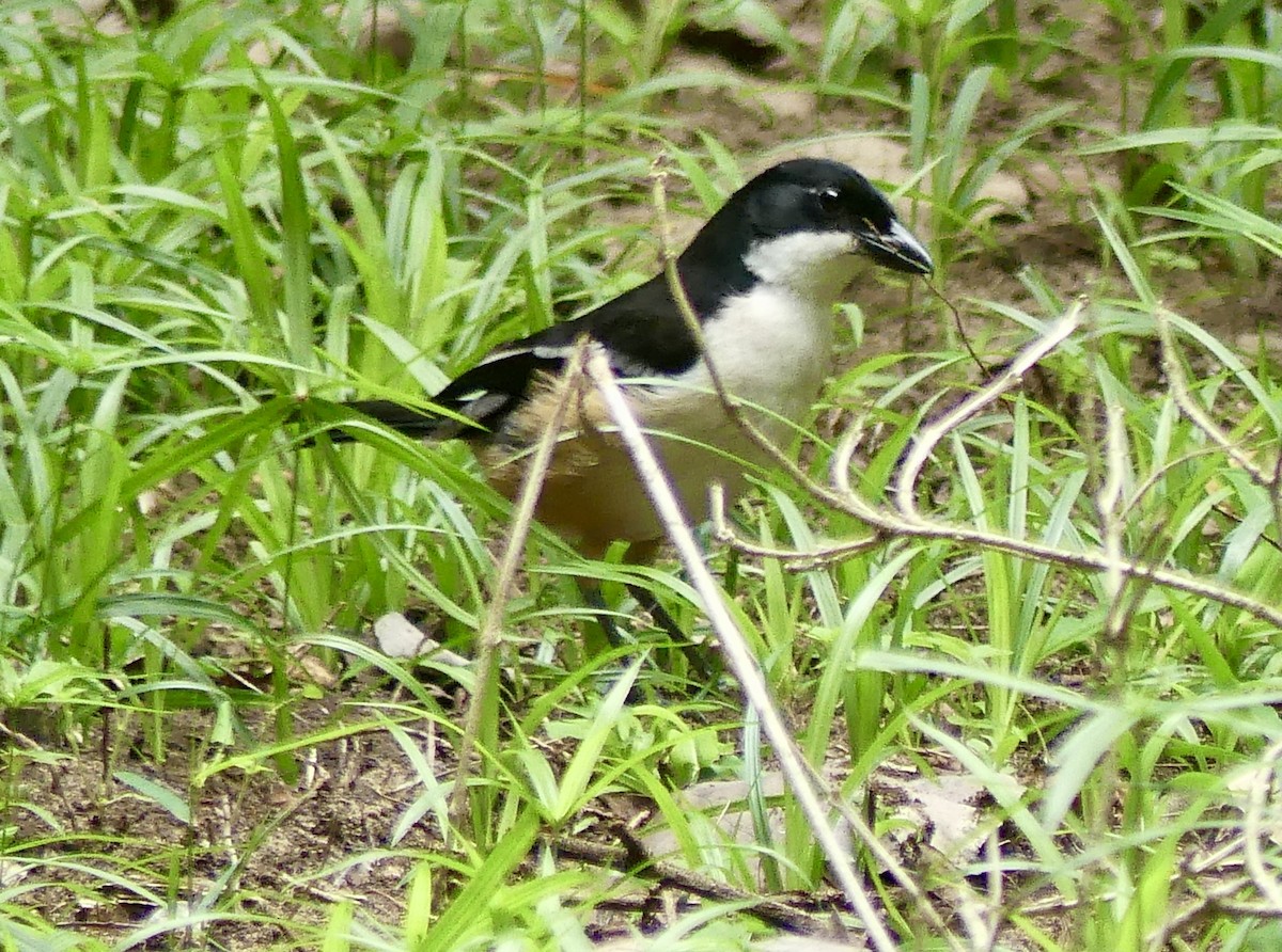 Southern Boubou - ML646425144