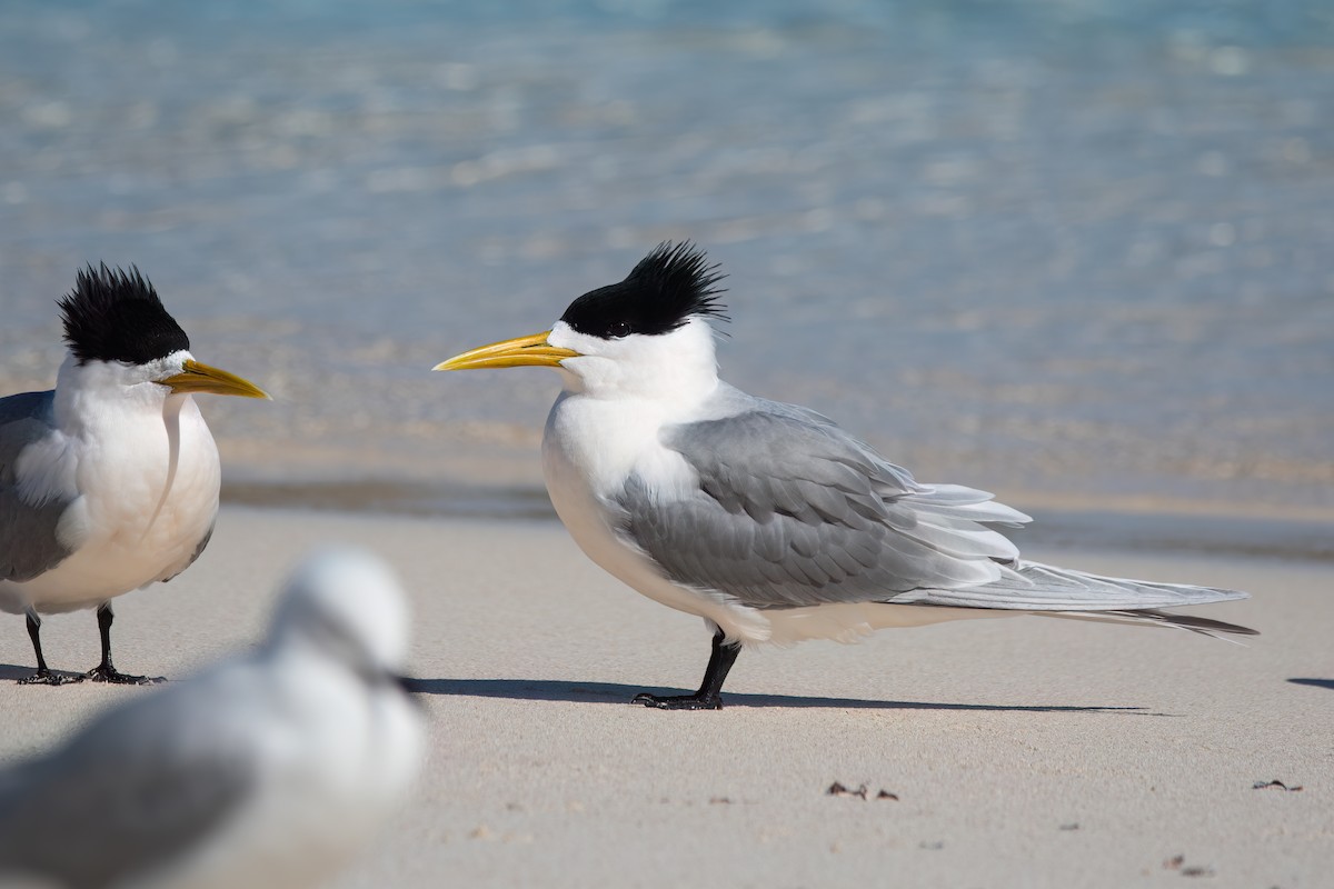 Great Crested Tern - ML646425145