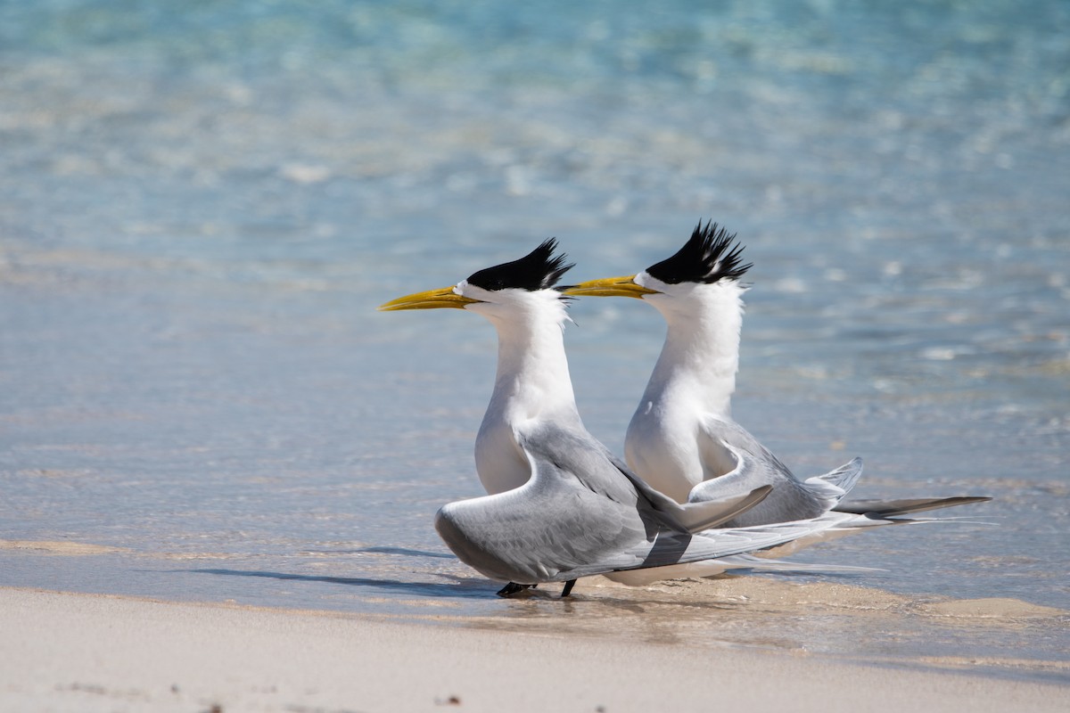Great Crested Tern - ML646425146
