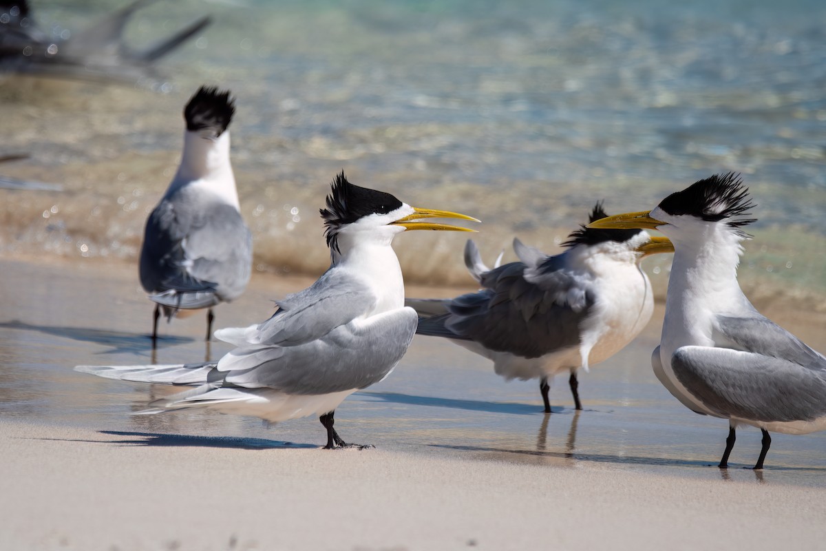 Great Crested Tern - ML646425147