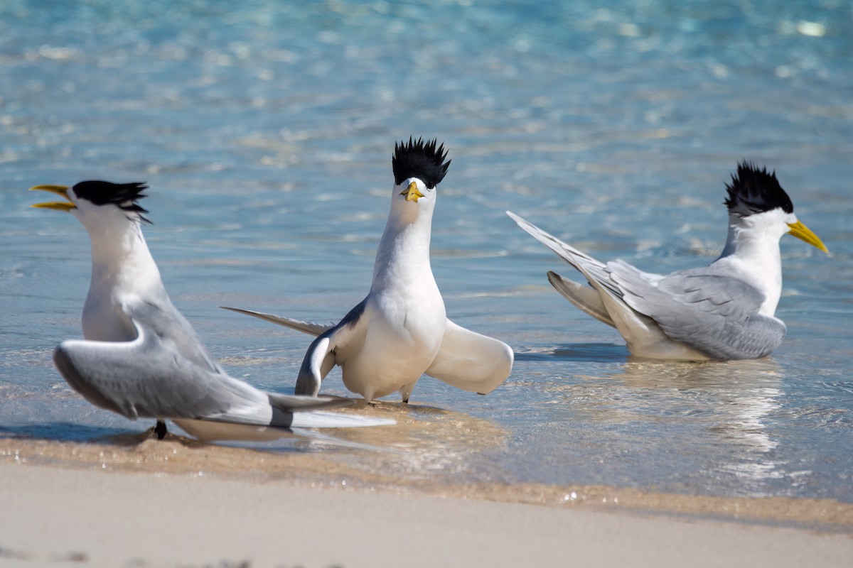 Great Crested Tern - ML646425148