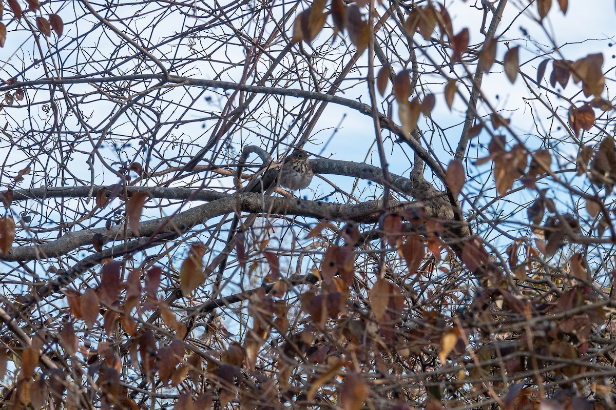 Hermit Thrush - ML646425149