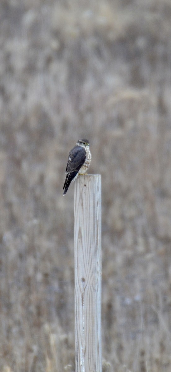 Merlin - ML646425150