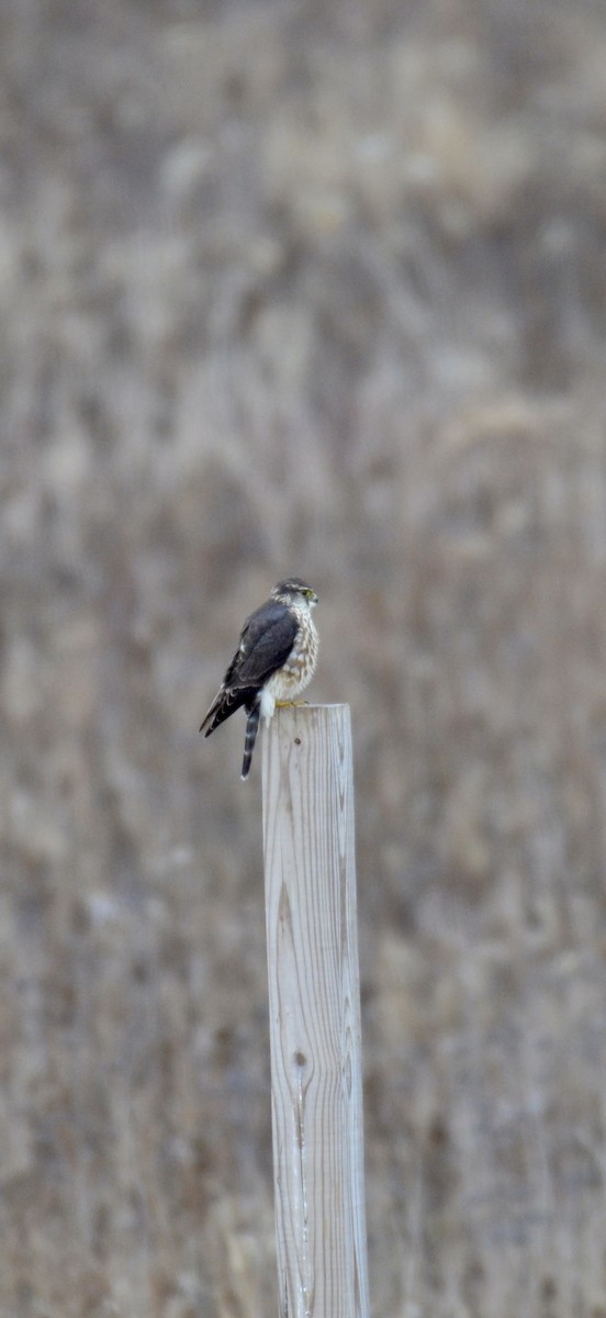 Merlin - ML646425151