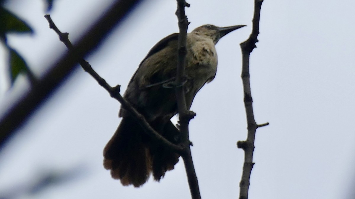 Great-tailed Grackle - ML646425154