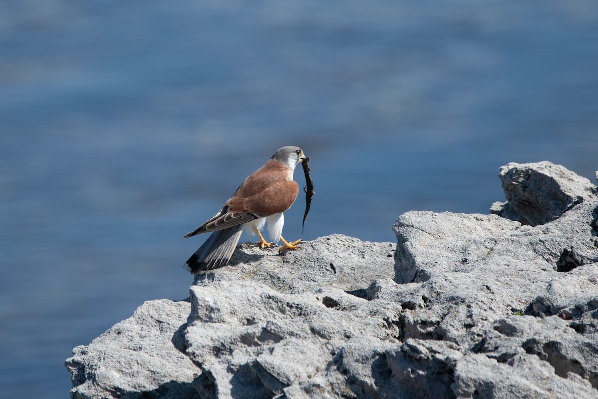 Nankeen Kestrel - ML646425156