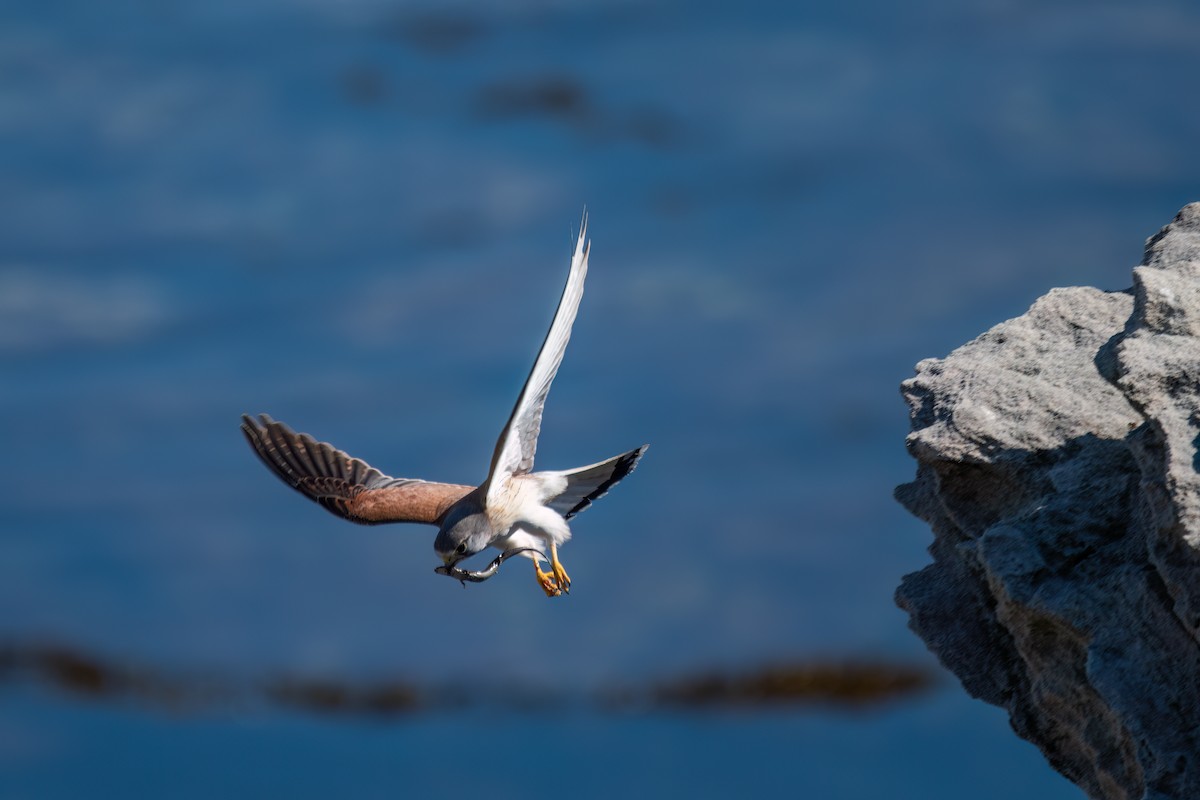 Nankeen Kestrel - ML646425157