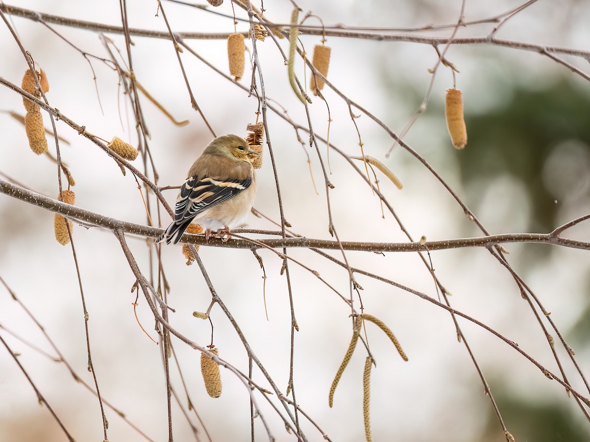 Altın İskete - ML646425158