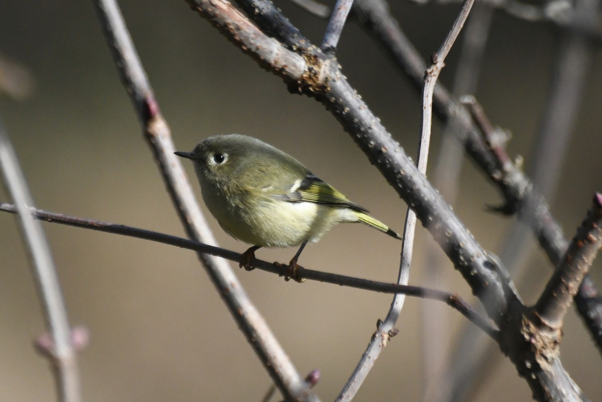 Rubingoldhähnchen - ML646425159