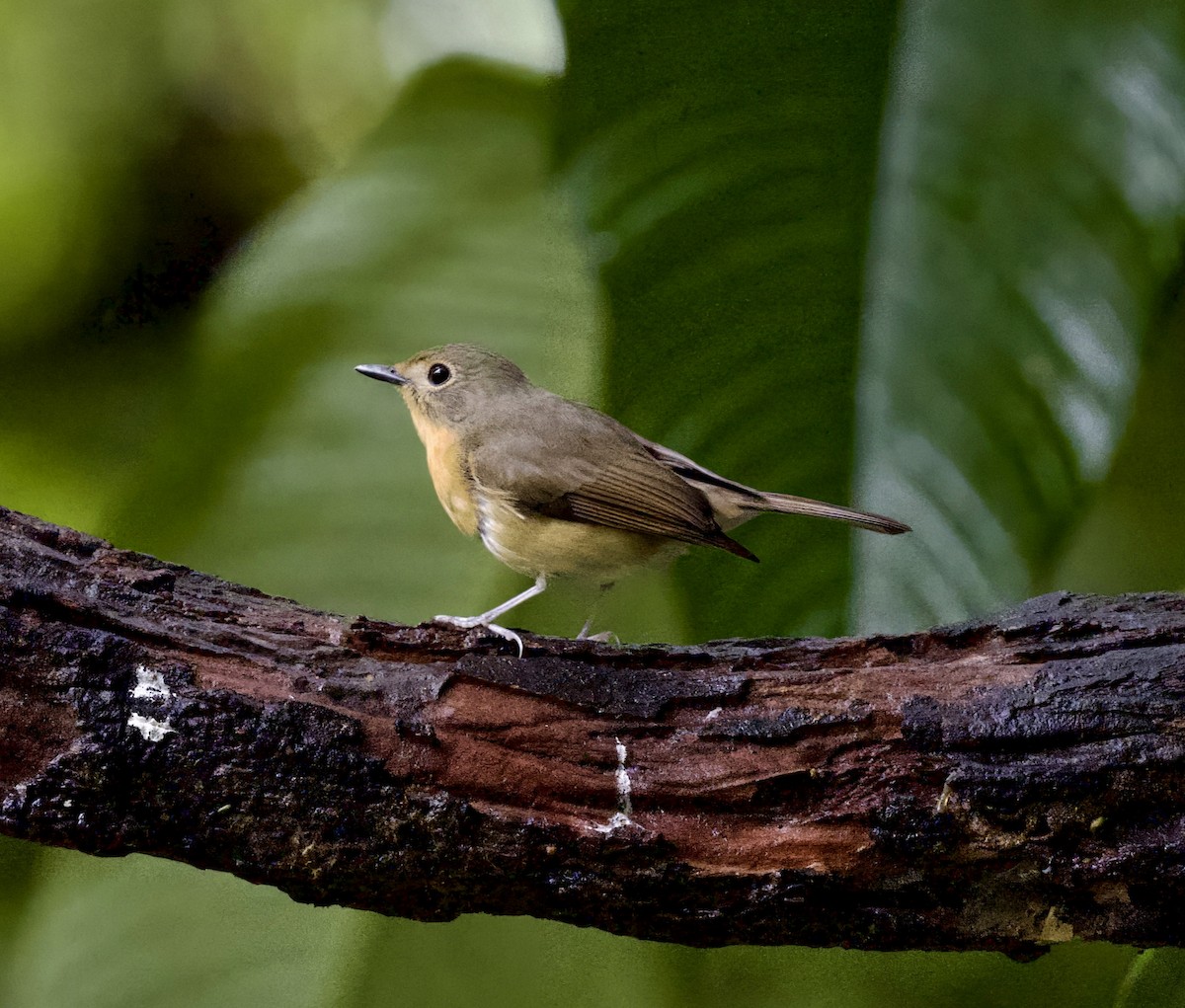 Hill Blue Flycatcher - ML646425160