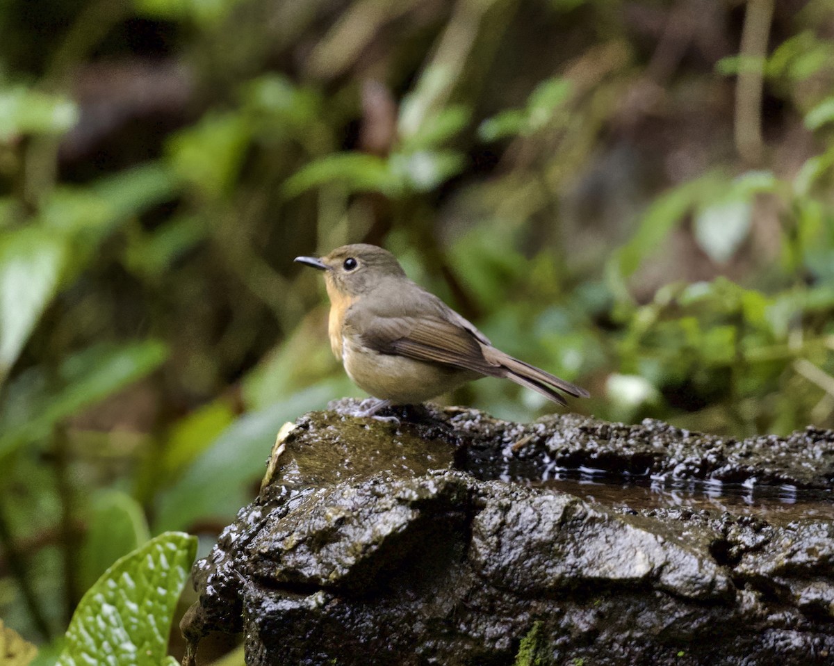 Hill Blue Flycatcher - ML646425161