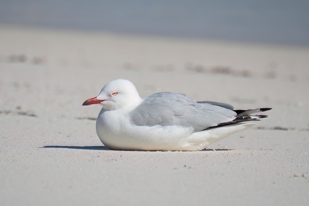 Silberkopfmöwe - ML646425163