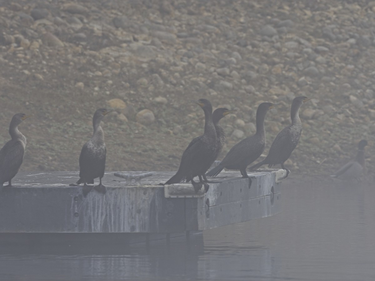 Double-crested Cormorant - ML646425164