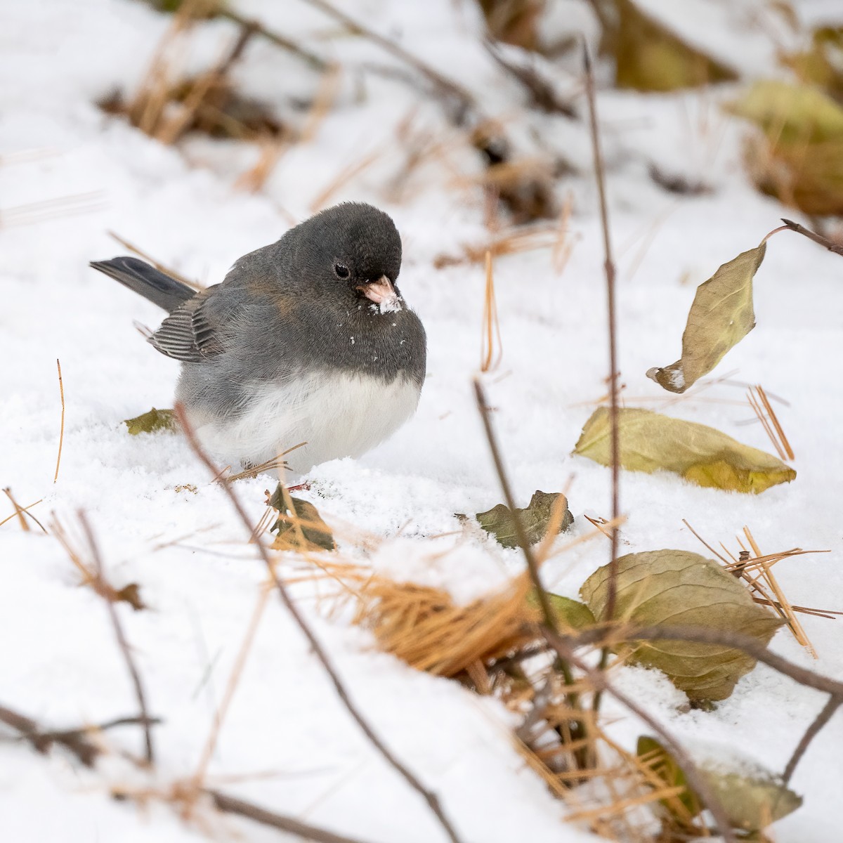 Dark-eyed Junco - ML646425165