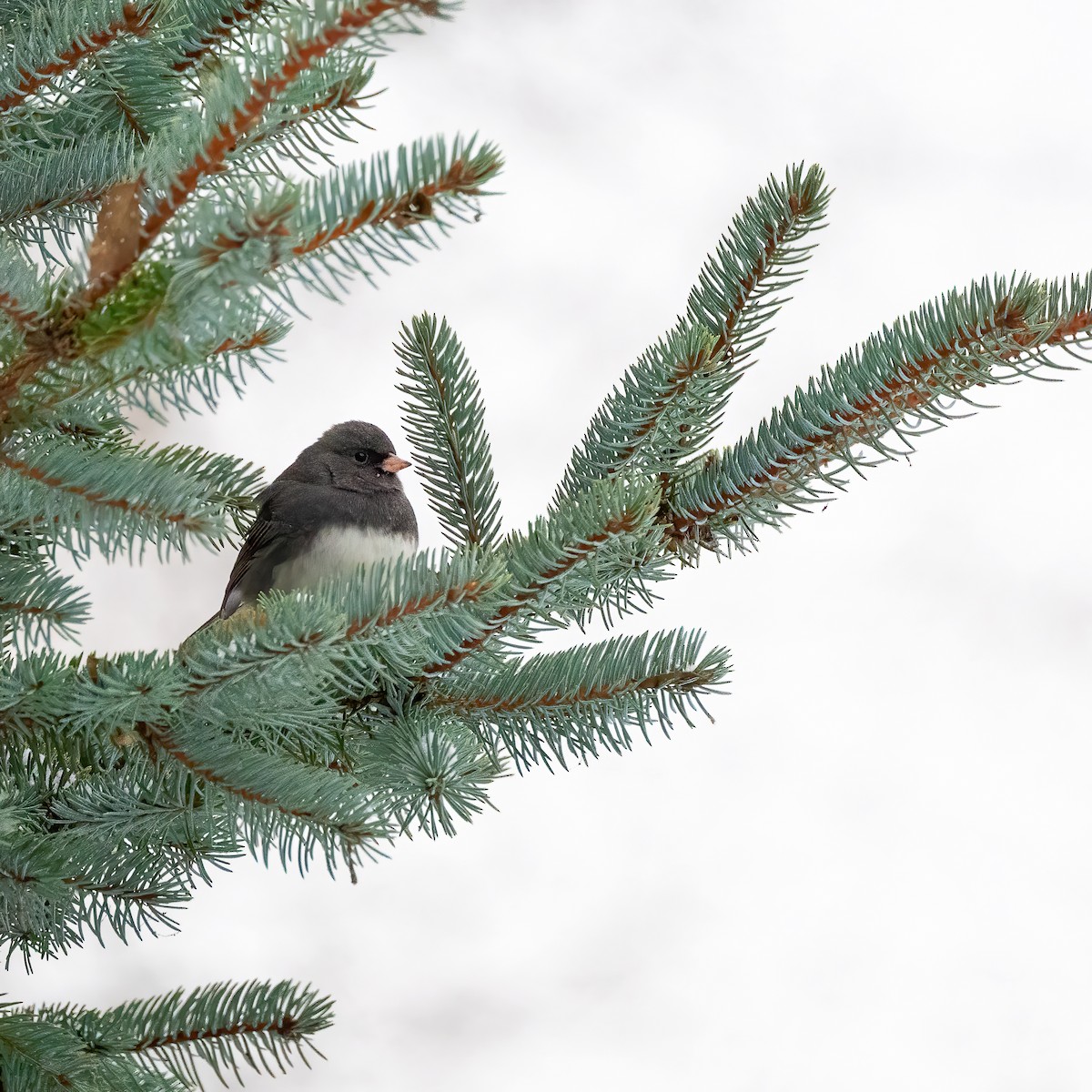 Dark-eyed Junco - ML646425166