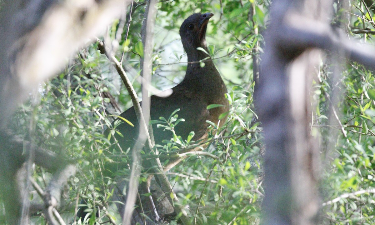 Plain Chachalaca - ML646425168