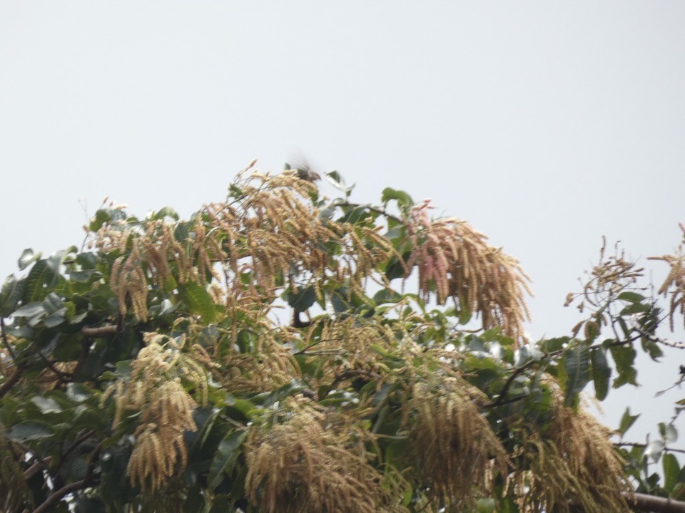 白鳳頭鸚鵡 - ML646425172