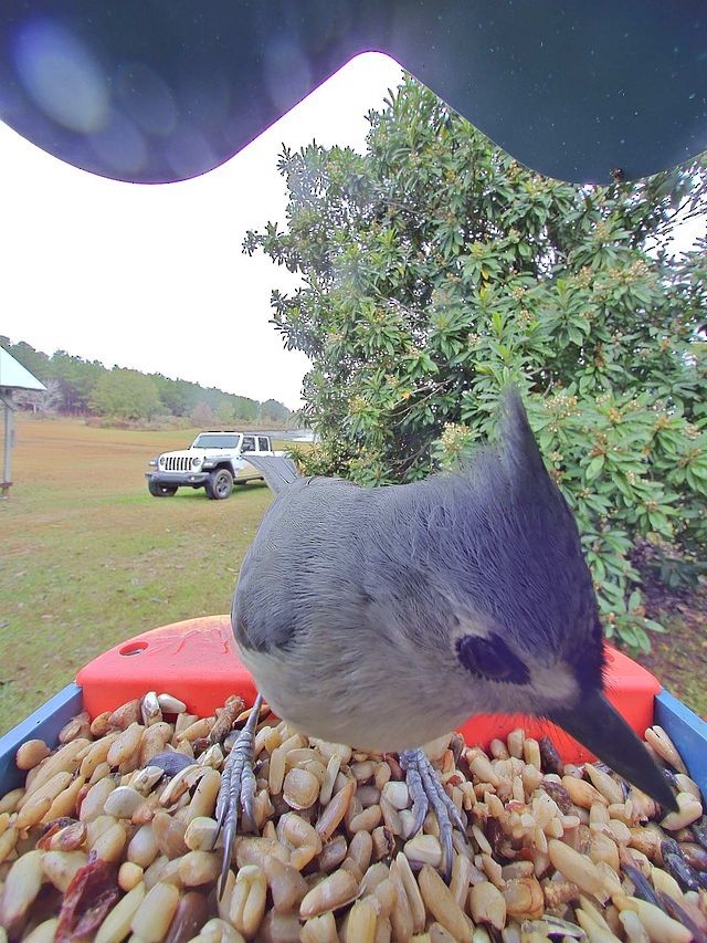 Tufted Titmouse - ML646425174
