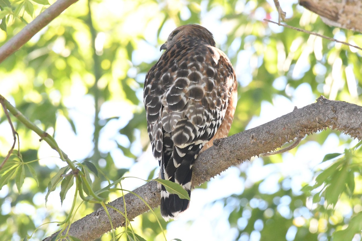 Red-shouldered Hawk - ML646425175