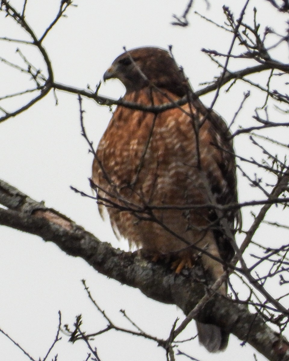 Rotschulterbussard - ML646425177