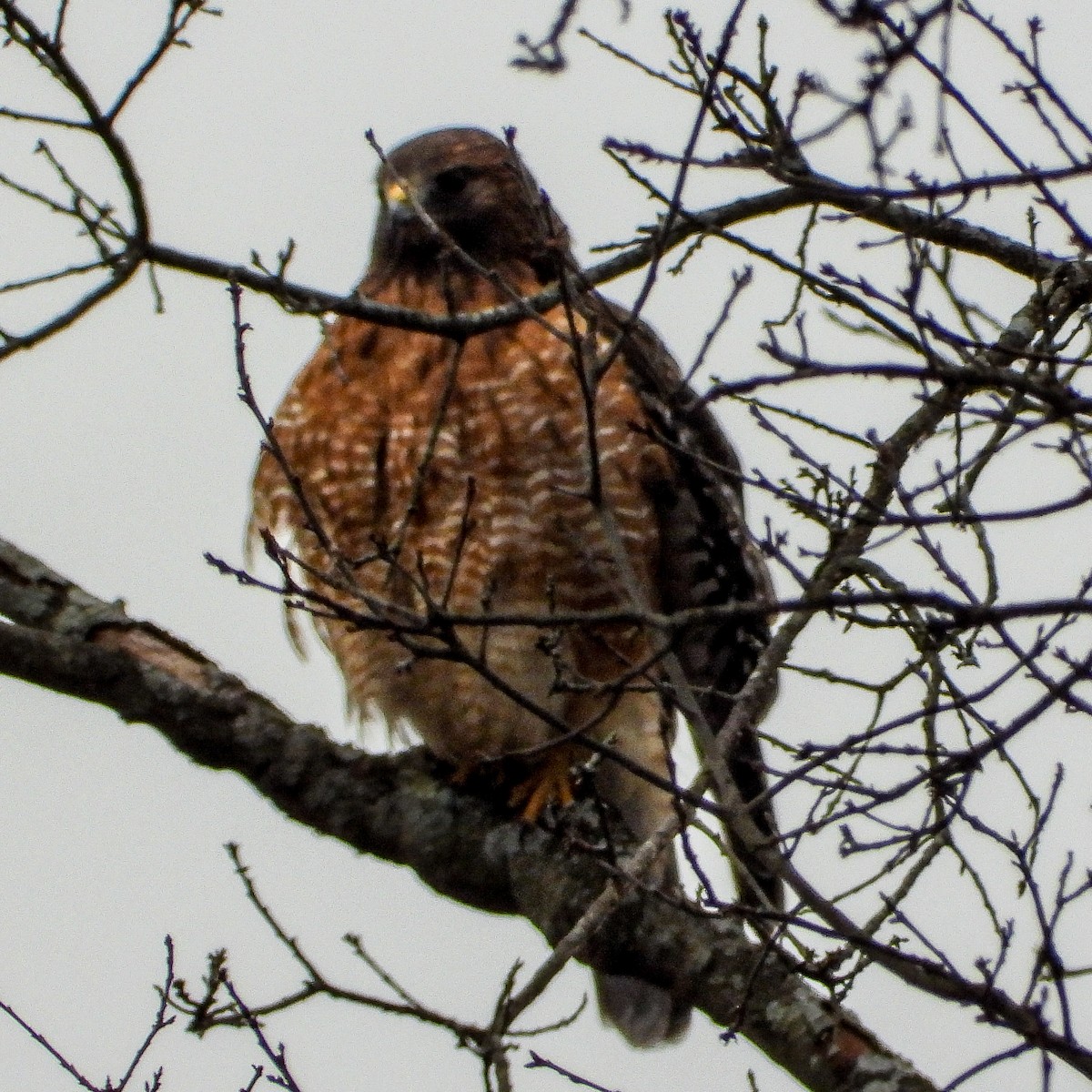 Rotschulterbussard - ML646425178