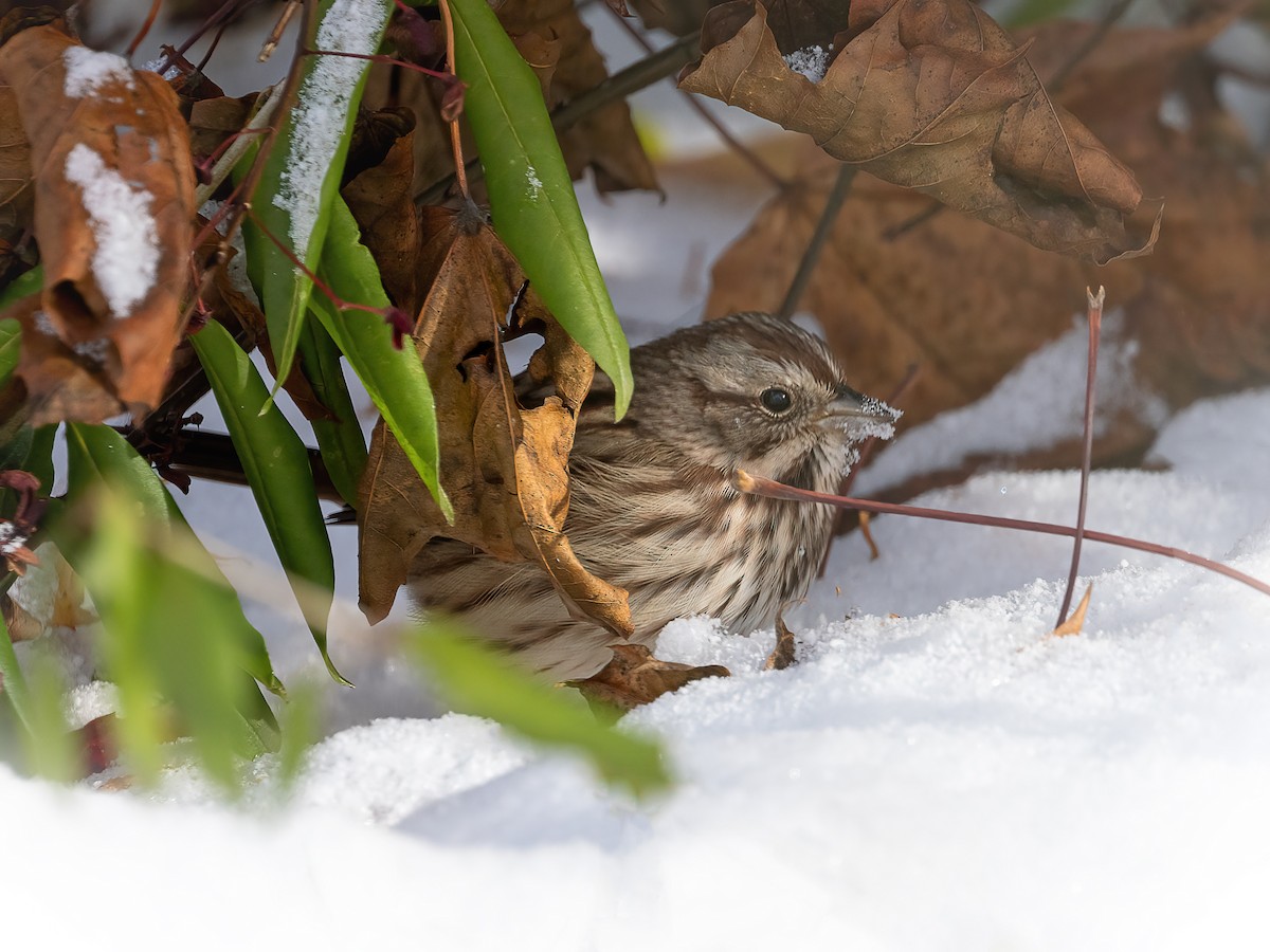 Song Sparrow - ML646425179