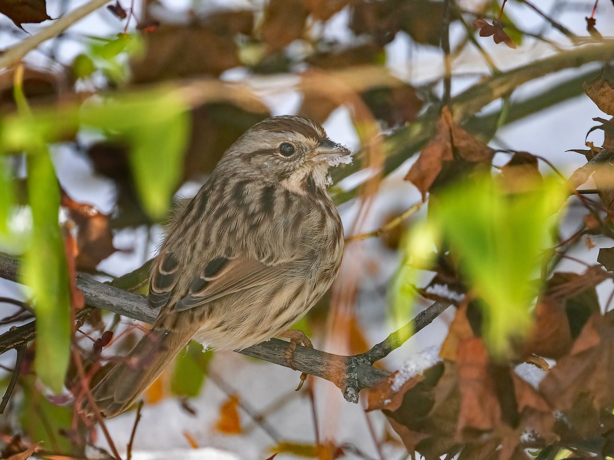 Song Sparrow - ML646425180
