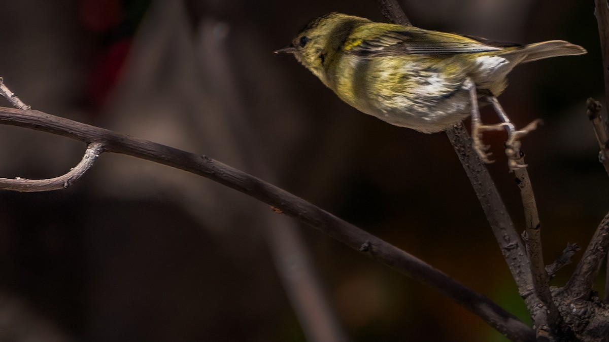 Tennessee Warbler - ML646425181