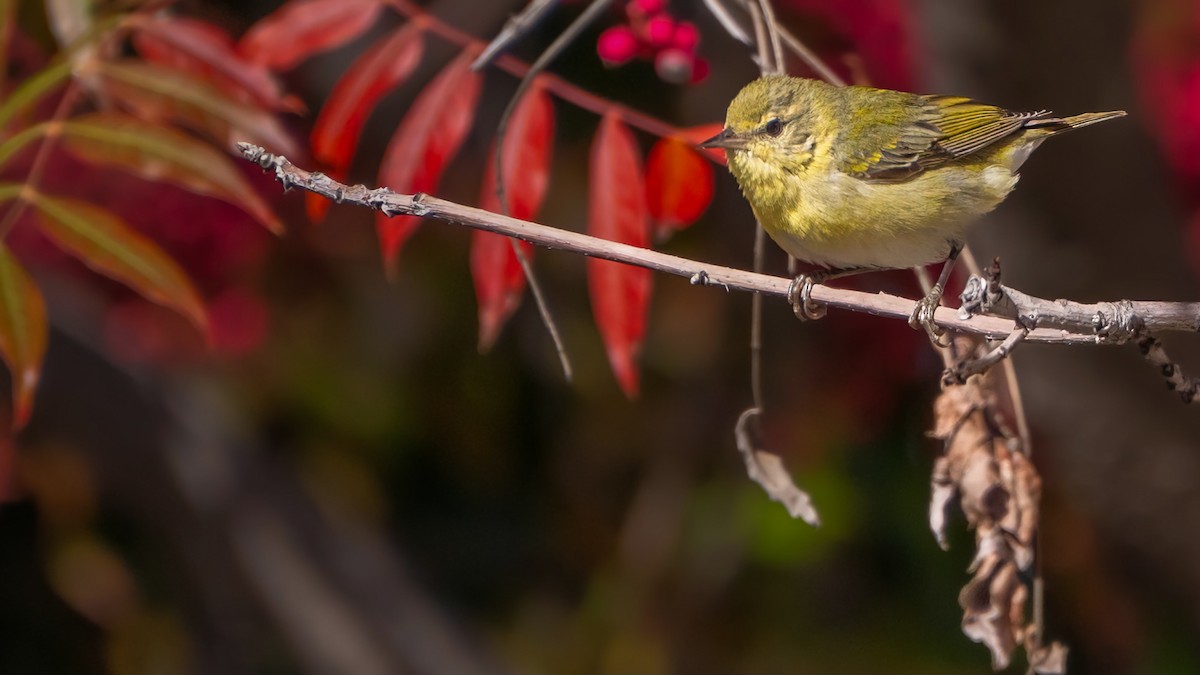 Tennessee Warbler - ML646425182