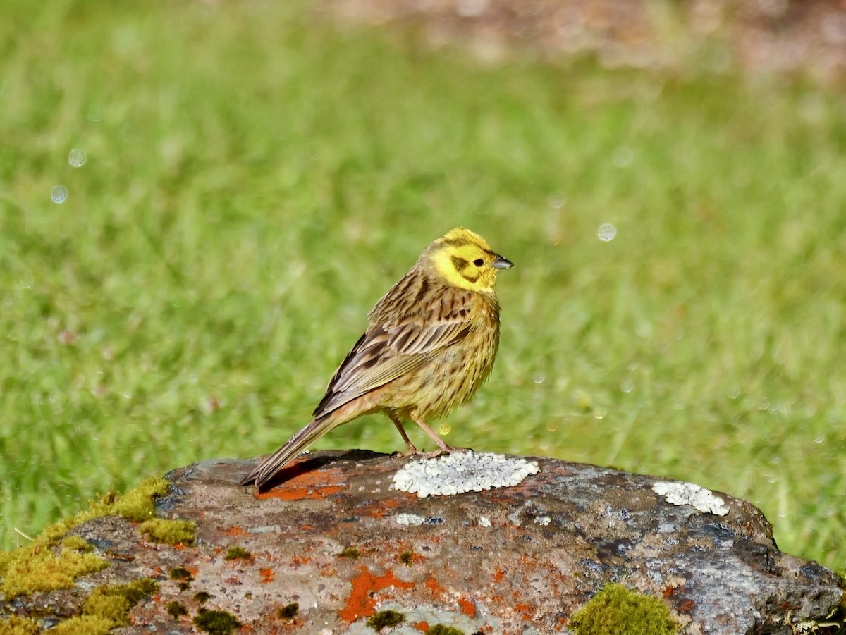 Yellowhammer - ML646425183