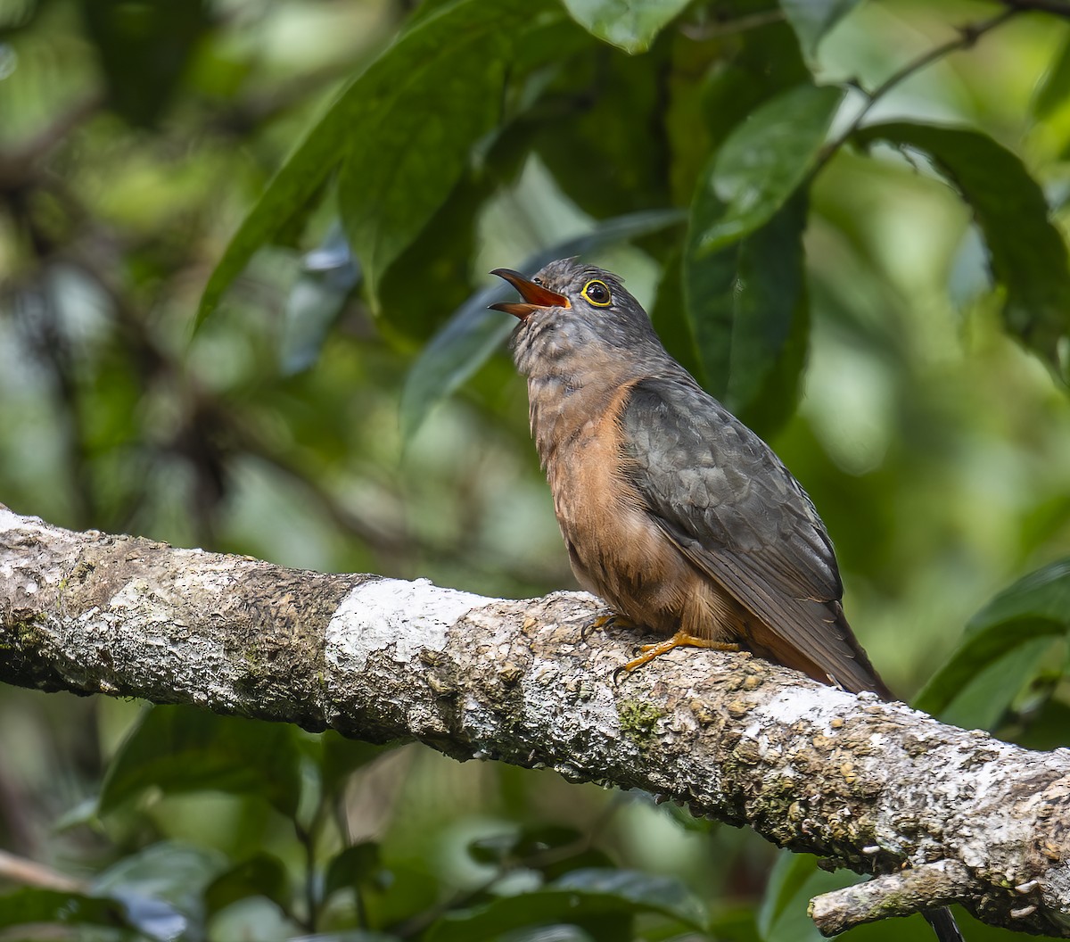Moluccan Brush Cuckoo - ML646425186