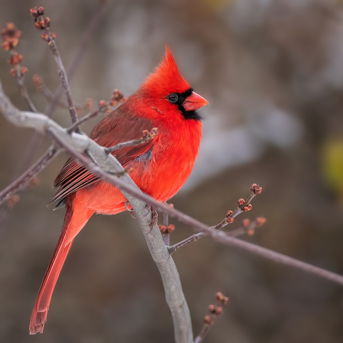 Northern Cardinal - ML646425188
