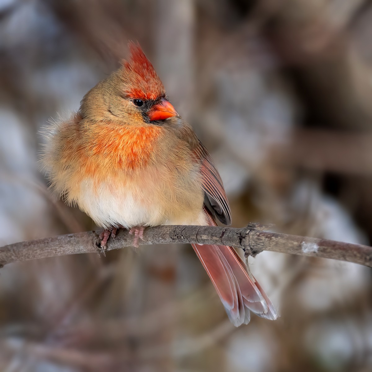 Northern Cardinal - ML646425189