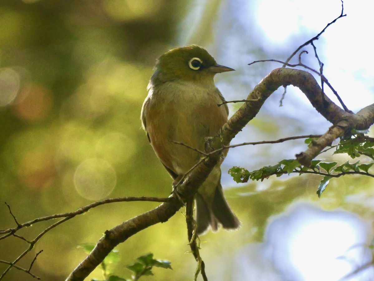 Silvereye - ML646425190