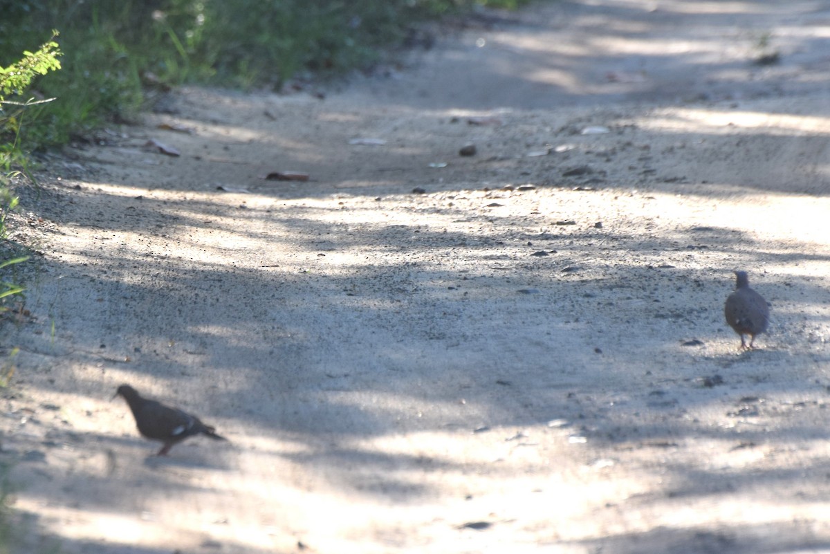 Zenaida Dove - ML646425191