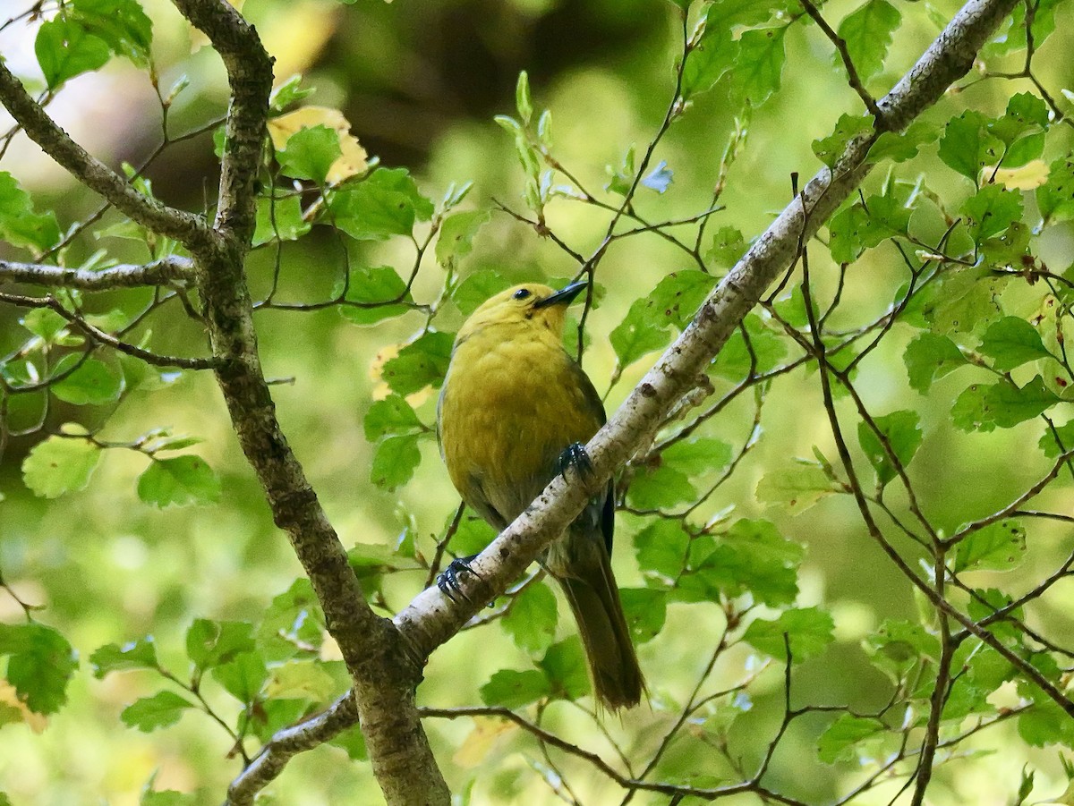 Yellowhead - ML646425196