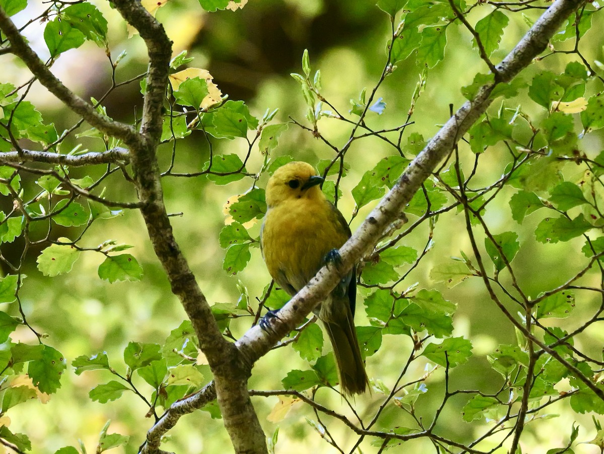 Yellowhead - ML646425197