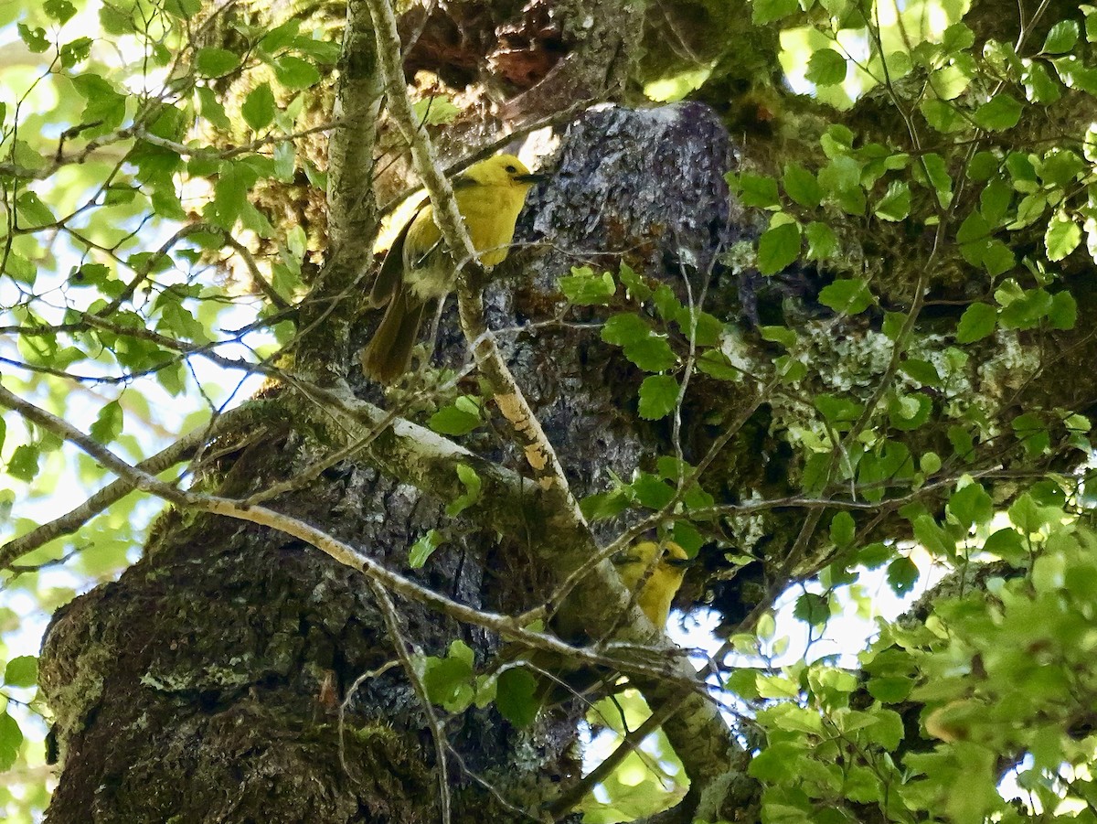 Yellowhead - ML646425198