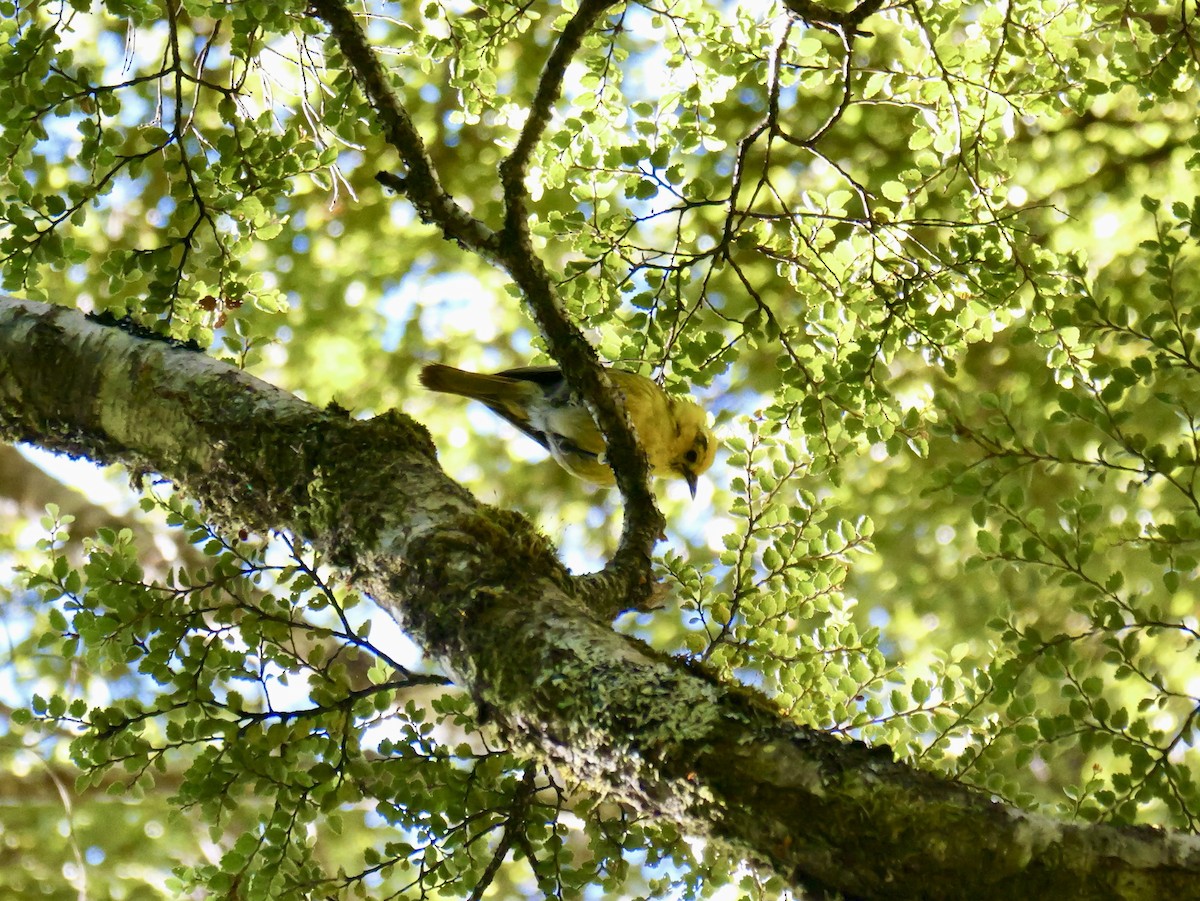 Yellowhead - ML646425199