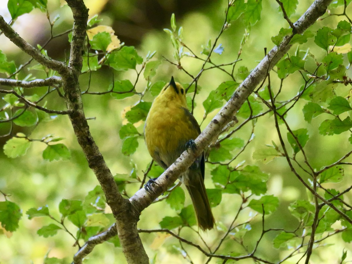 Yellowhead - ML646425200