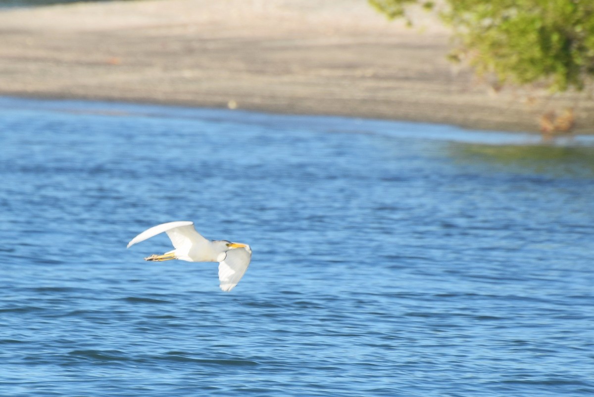 Western Cattle-Egret - ML646425201