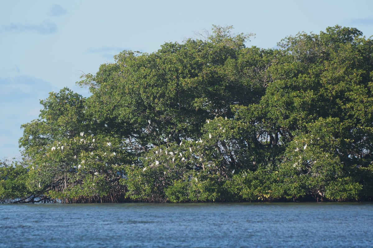 Western Cattle-Egret - ML646425202