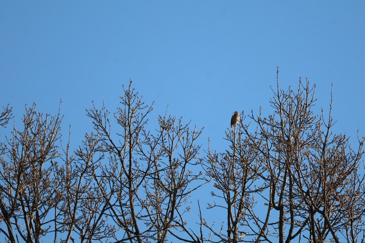 臘嘴雀 - ML646425203