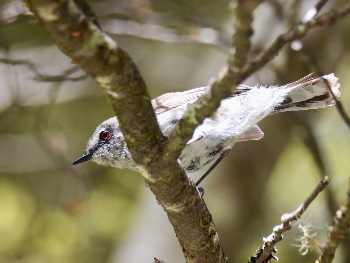 Gray Gerygone - ML646425204