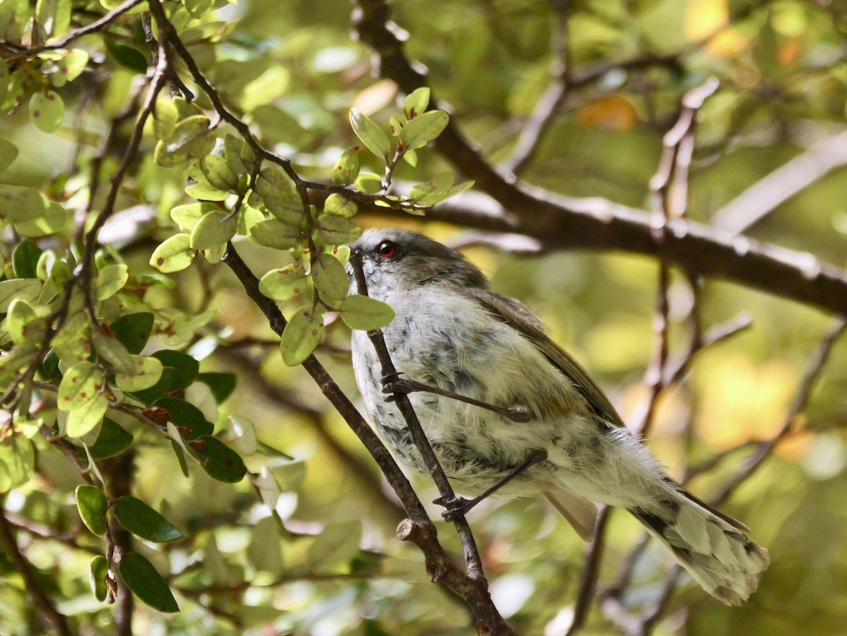 Gray Gerygone - ML646425205