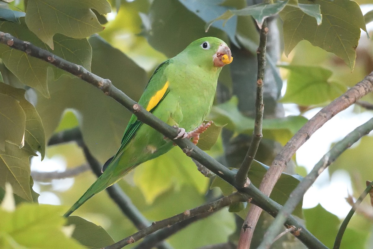 Yellow-chevroned Parakeet - ML646425206