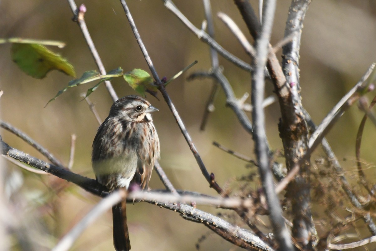 Singammer - ML646425207